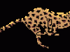 ga_feli007