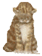 gatto marrone