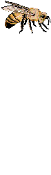WEB1066