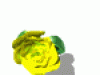 Piante