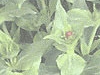 WEB0047